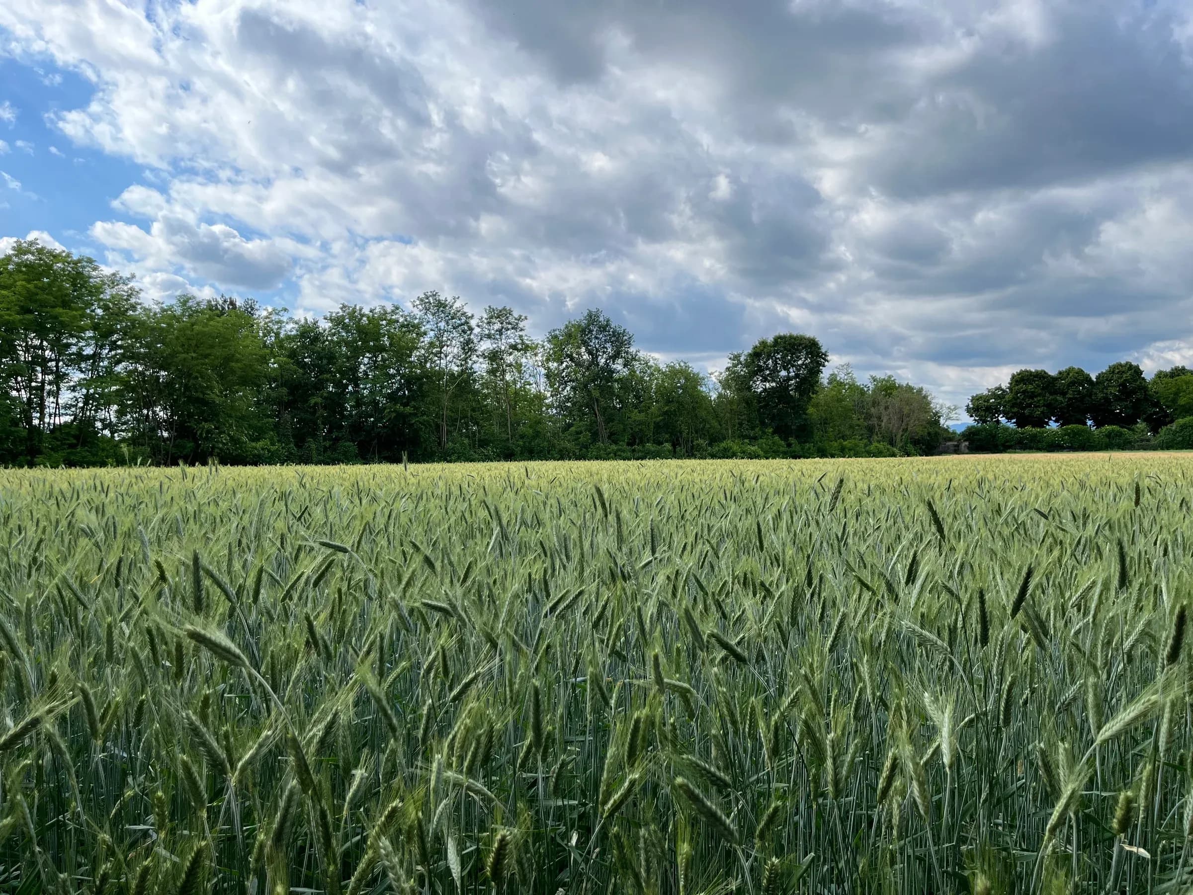 Wheat fields along Parco Lura